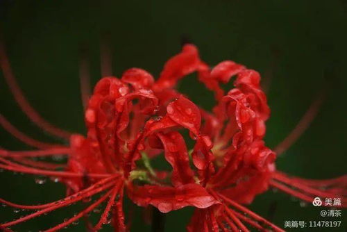 花卉摄影 彼岸花开